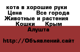 кота в хорошие руки › Цена ­ 0 - Все города Животные и растения » Кошки   . Крым,Алушта